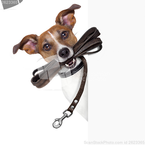 Image of dog with leather leash