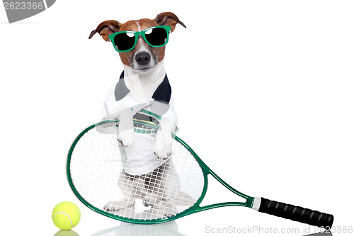 Image of tennis dog 