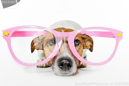 Image of funny glasses dog 