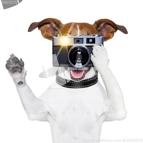 Image of dog photo