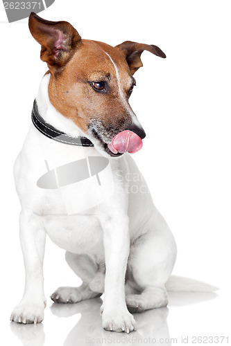 Image of hungry dog licking tongue