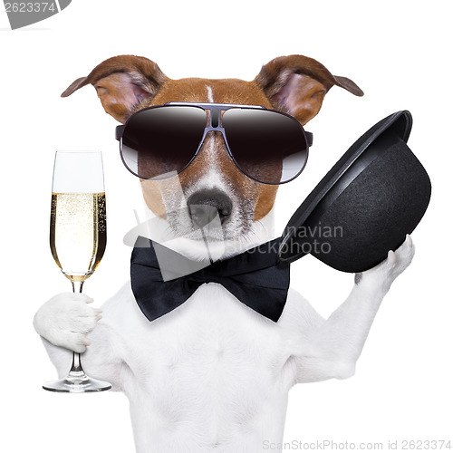 Image of cheers dog