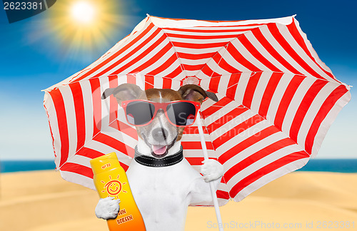 Image of dog summer sunscreen 