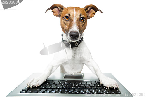 Image of dog computer pc tablet