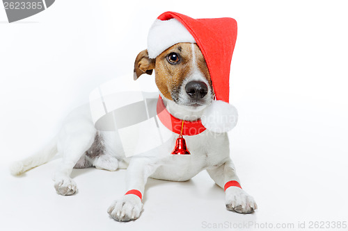 Image of christmas dog santa