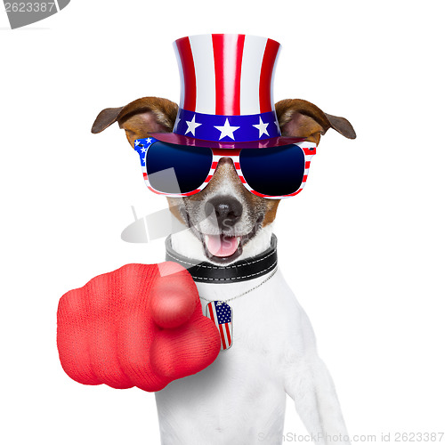 Image of usa american dog 