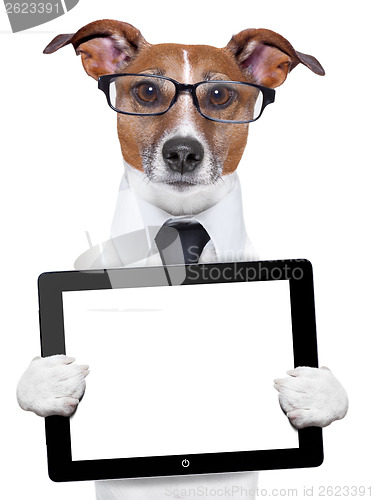 Image of business dog