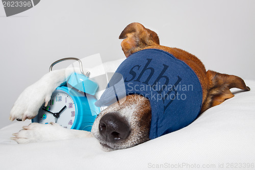 Image of Dog sleeping with alarm clock and sleeping mask