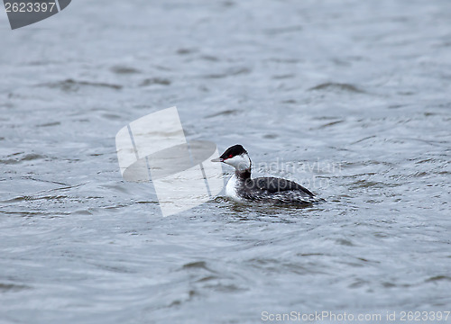 Image of Slavonian Grebe