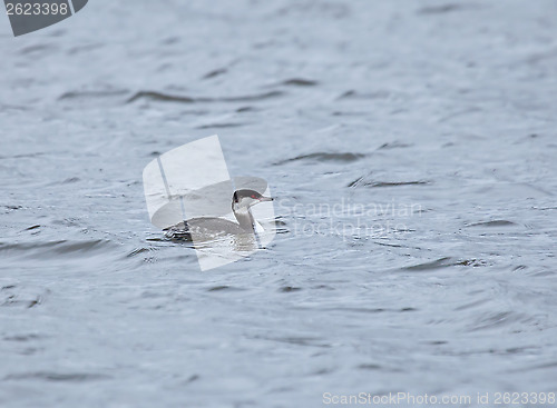 Image of Slavonian Grebe