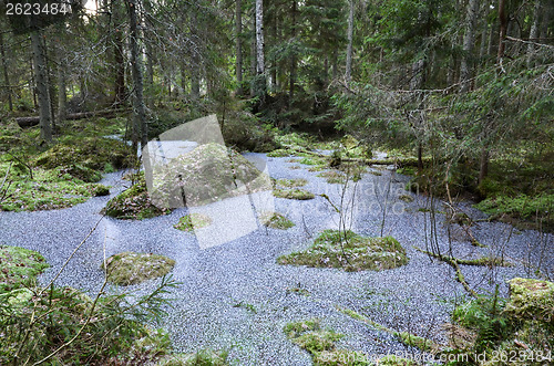 Image of Icy pond