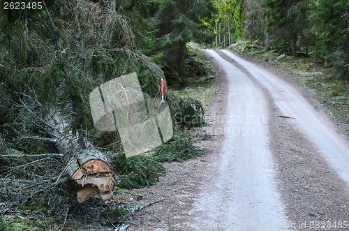 Image of Fallen spruce