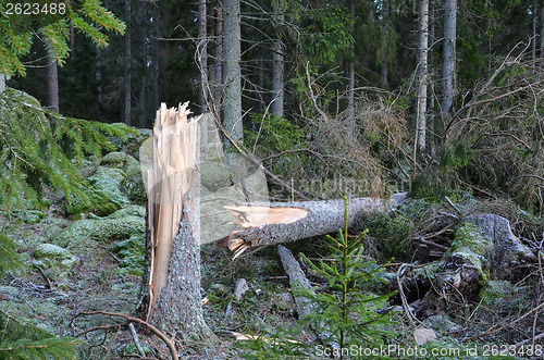 Image of Broken tree