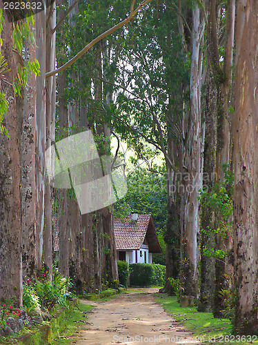 Image of House in the forest