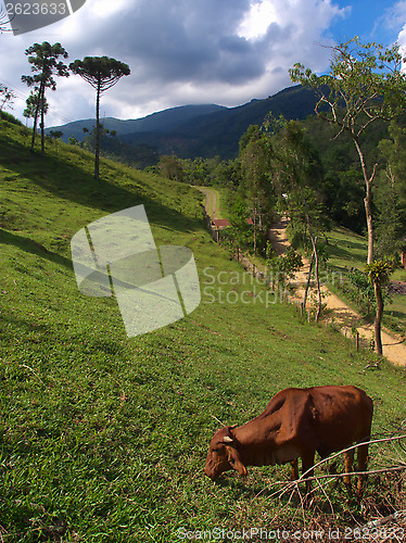 Image of Rural scene