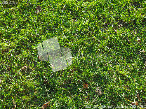 Image of Meadow grass