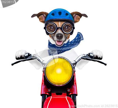 Image of motorbike dog