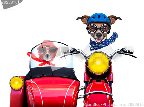 Image of motorbike dogs 