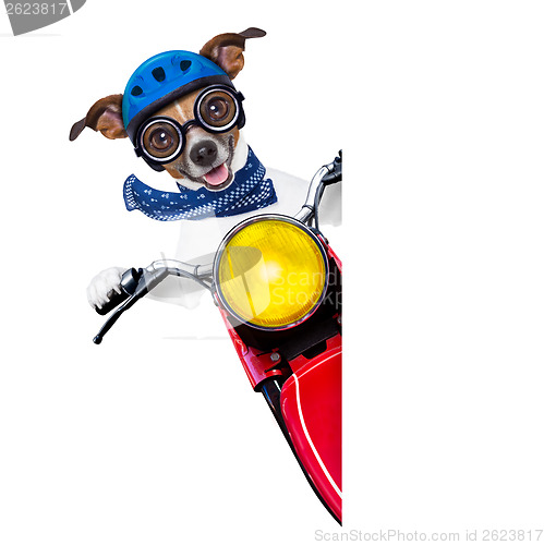 Image of motorbike dog