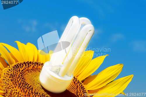 Image of energy saving bulb in sunflower