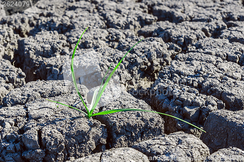 Image of alone green plant in drought earth