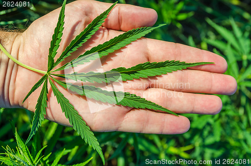 Image of green marijuana in hand