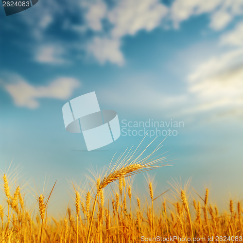 Image of golden ear of wheat on sunset