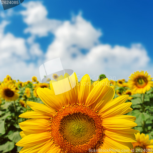 Image of sunflower closeup on field under blue sky