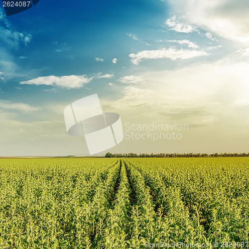 Image of field with green sunflowers in sunset