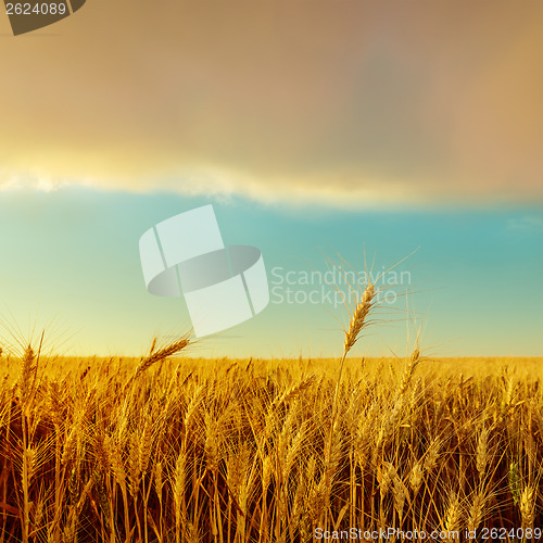 Image of sunset over field with golden harvest