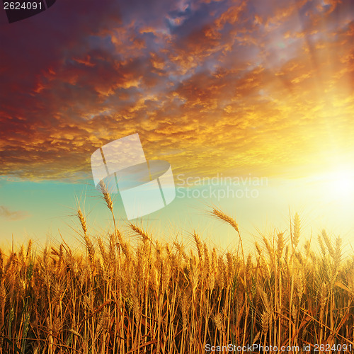 Image of red sunset over golden harvest