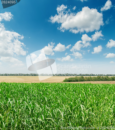 Image of green agriculture field and blue cloudy sky