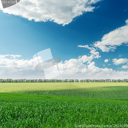 Image of agriculture green field and clouds over it