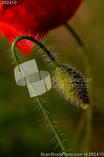 Image of corn poppy (Papaver rhoeas)