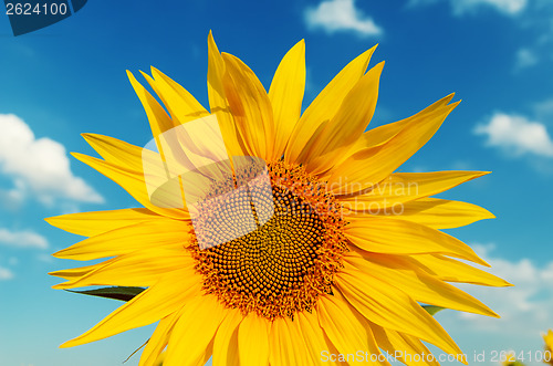 Image of sunflower closeup and blue sky over it