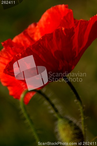 Image of corn poppy (Papaver rhoeas)