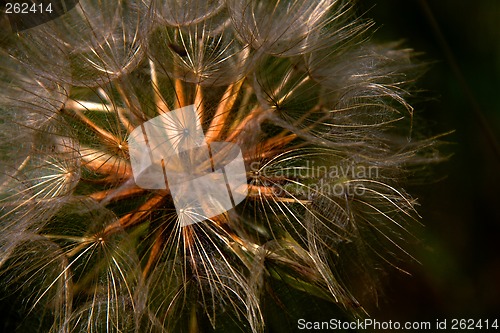 Image of Dandelion