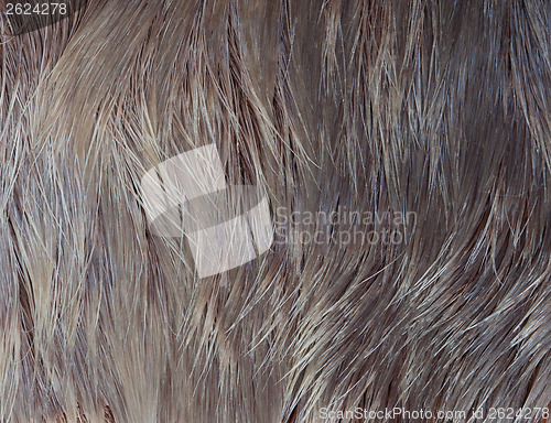Image of Macro Wool elk 