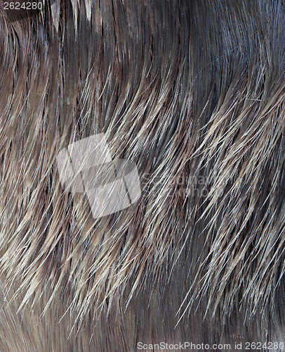 Image of Macro Wool elk 