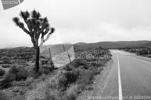 Image of Joshua Tree