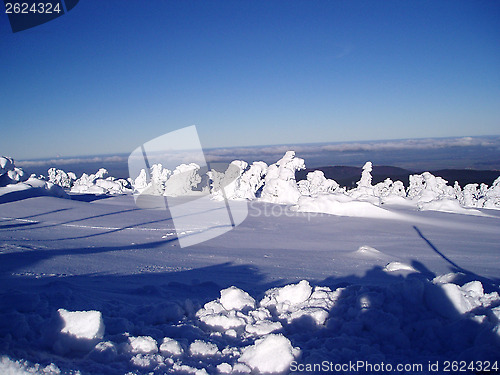 Image of icy trees