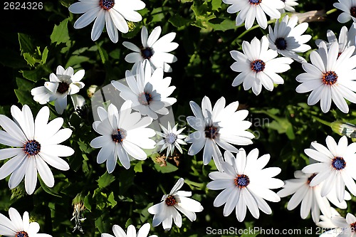 Image of Daisies