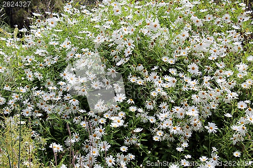 Image of wild daisies