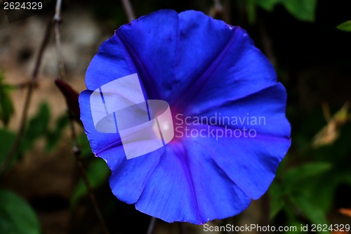 Image of Morning glory