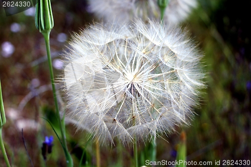 Image of dandelion