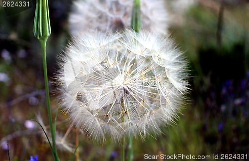 Image of dandelion