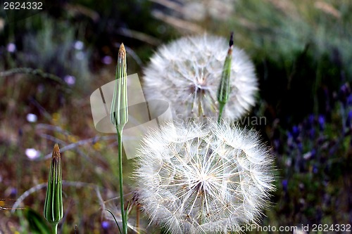 Image of Dandelion