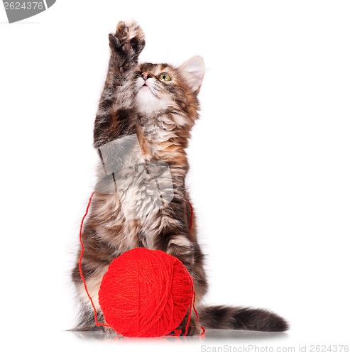 Image of Kitten with red clew