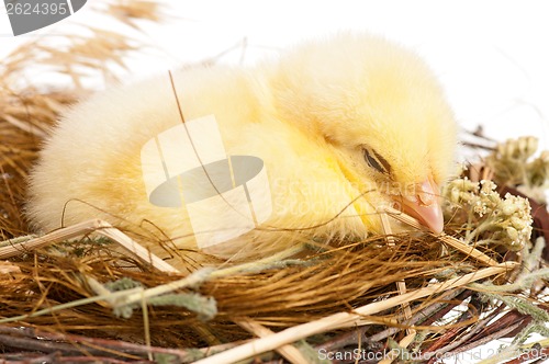 Image of Chick in nest