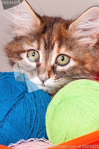 Image of Kitten with balls of threads